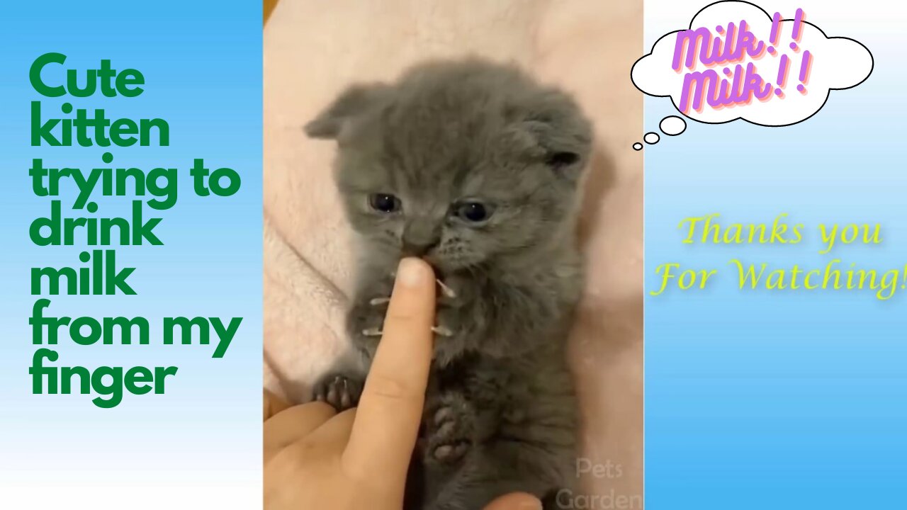 The Cutest Kitten Sucking Finger For Milk