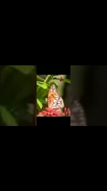 أجمل الصوات في الدنيا العالم مؤثيرة بيكي