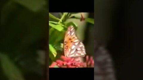 أجمل الصوات في الدنيا العالم مؤثيرة بيكي