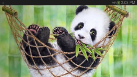 Panda part#1 panda funny video😅🤣🤣