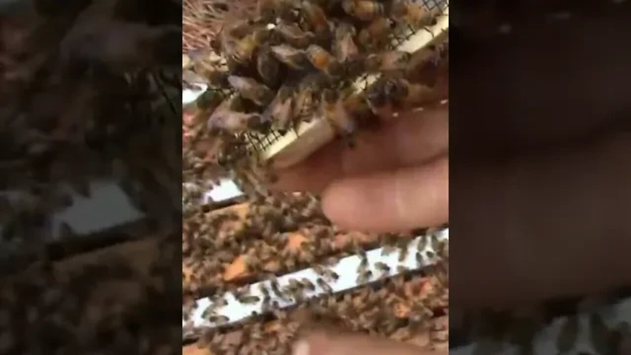The Bee Is Stinging The Queen Cage