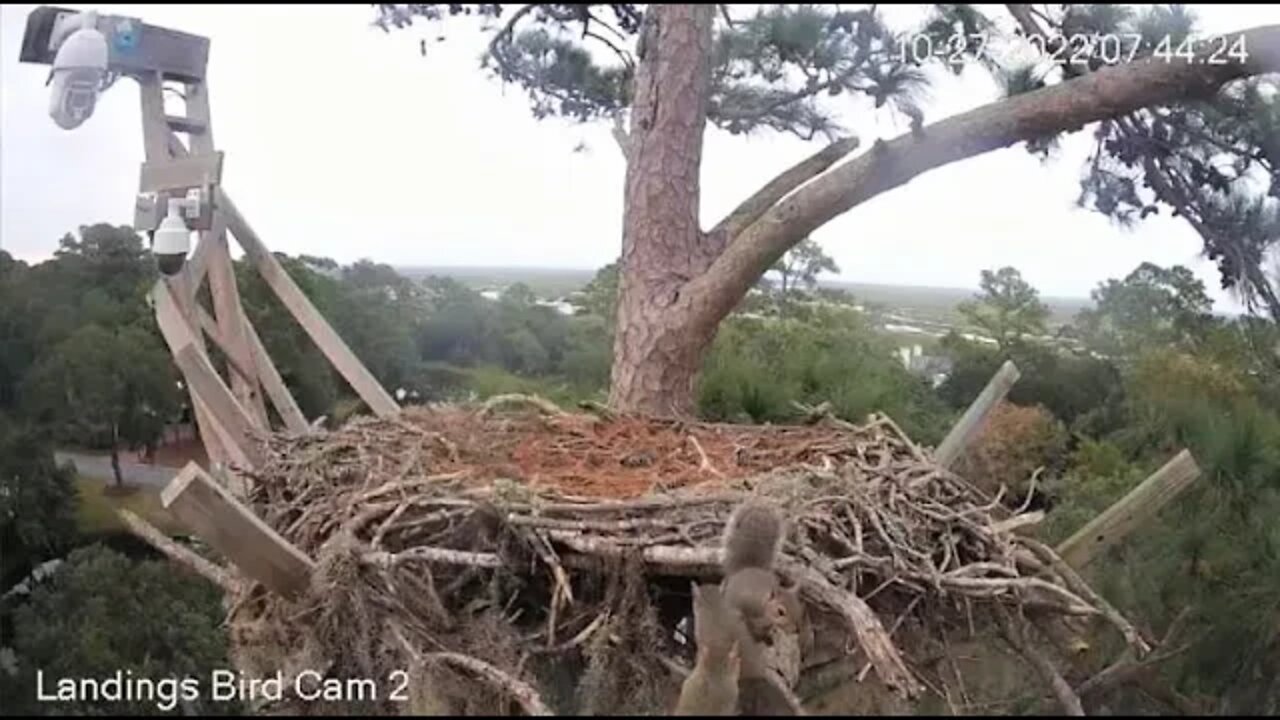 Squirrels At Play 🌲 10/27/22 07:41