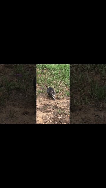 Cutest cat meow following me up the hill