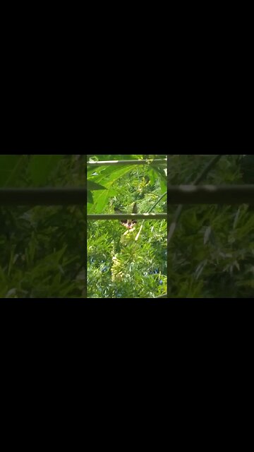 Giant Butterfly in the Forest #nasio #giantbutterfly #shorts #philippines