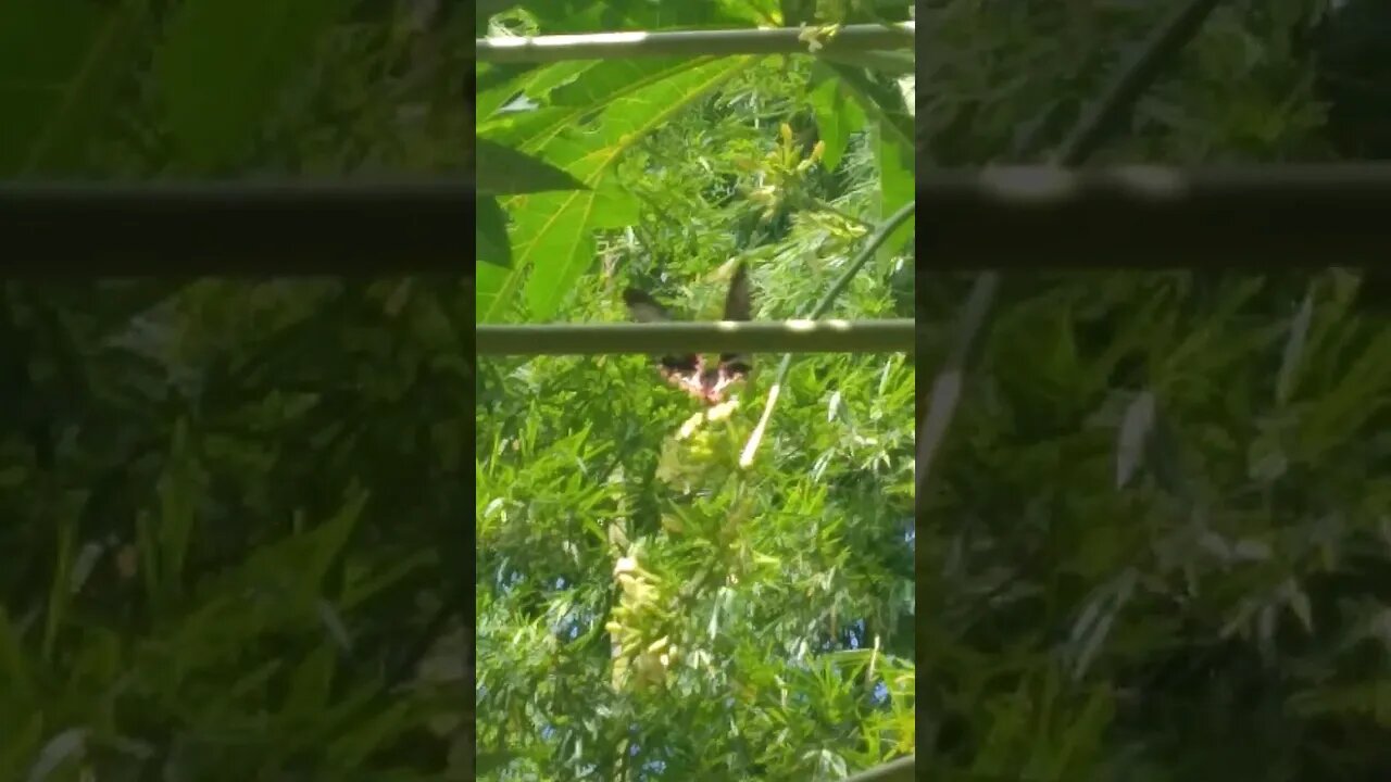 Giant Butterfly in the Forest #nasio #giantbutterfly #shorts #philippines