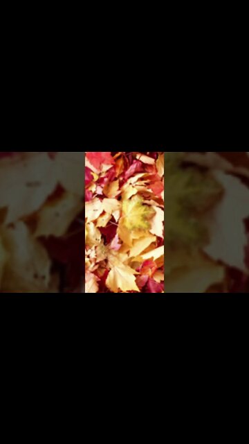 RELAXING MUSIC/DEEP SLEEP MUSIC/autumn ambience music #shorts