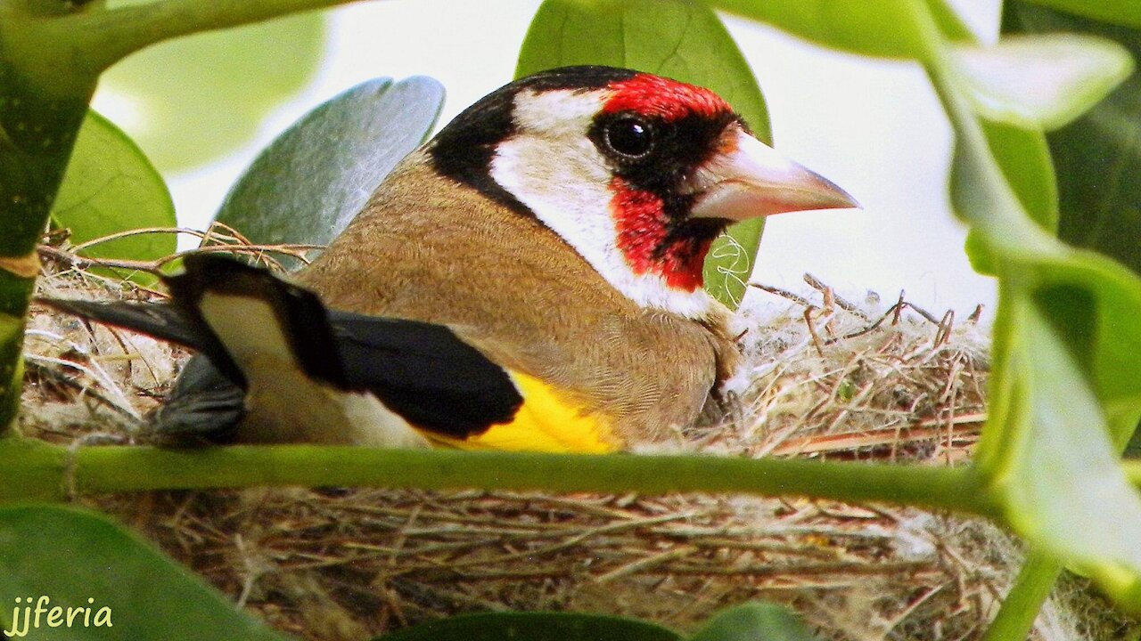 the bird in the open air