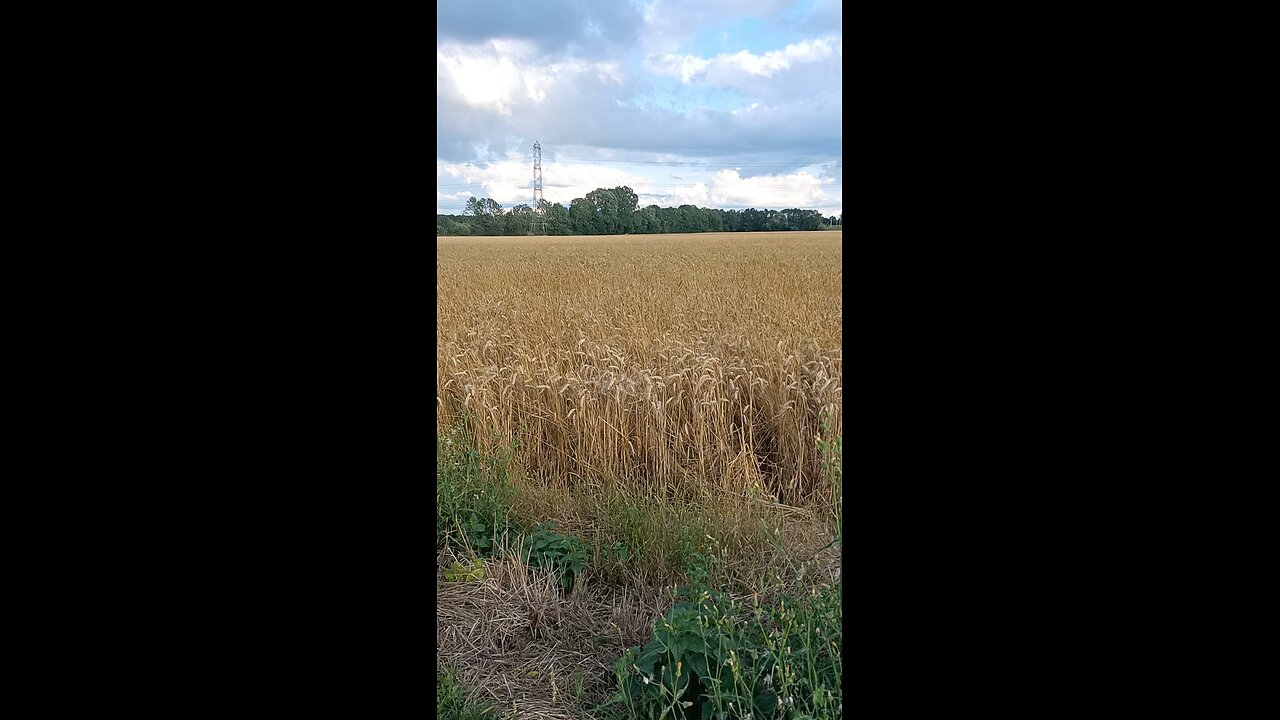 uk wheat farm