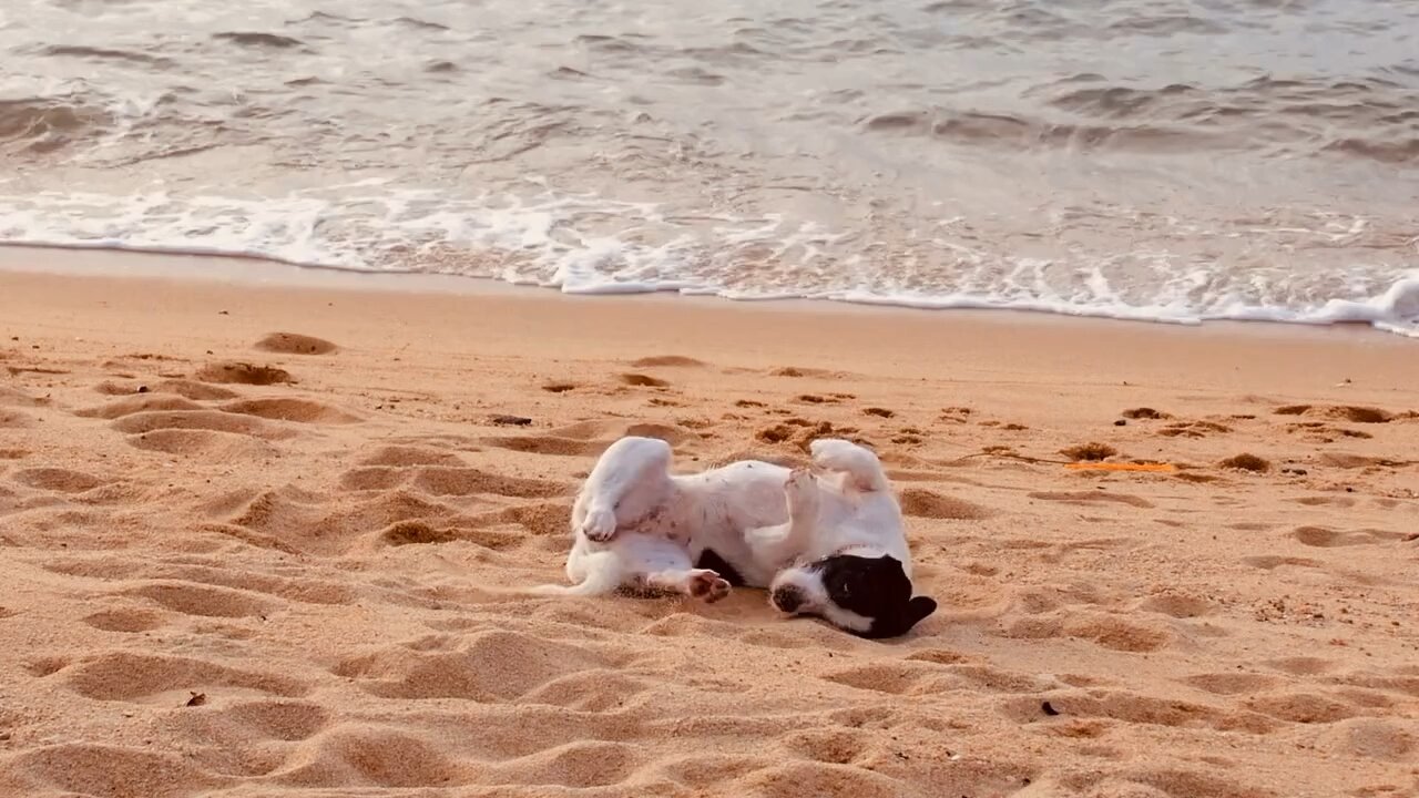 Dog enjoy the beach