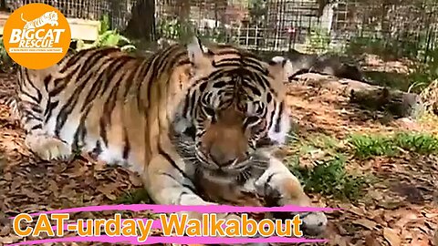 Caturday Walkabout with senior keepers Amanda and Kristen!! 03 04 2023