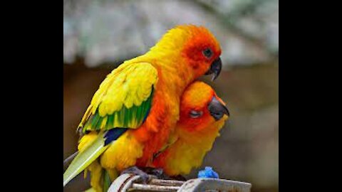 ornamental birds.Animals, pets, beauty