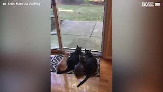 Cats Gather To Watch Squirrels Eat