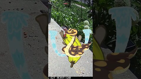 Banana Cat Vs Snake! 😿