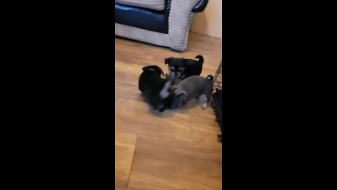 Cute Pups Playing Together.