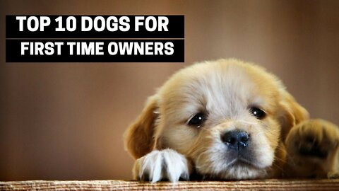 Best Dogs For Beginners – Top 10 Best Dog Breeds For First-Time Owners!