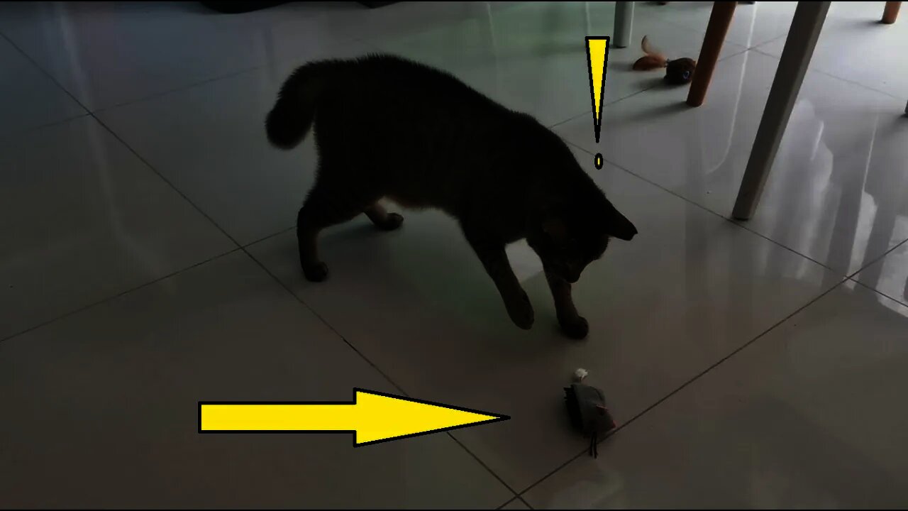 Gina vs Electric mouse