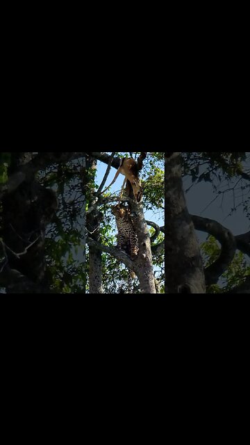 Tree Restaurant For A Leopard #shorts | #ShortsAfrica