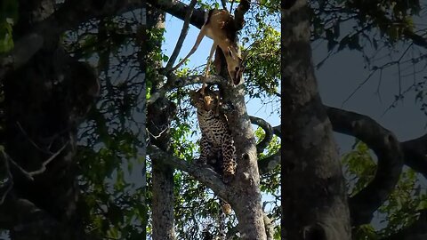 Tree Restaurant For A Leopard #shorts | #ShortsAfrica