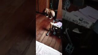 #dogshow , #animals , #dogs , #shorts