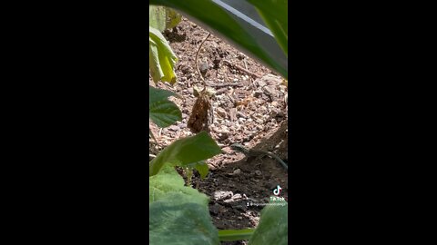 Lizard lunch￼.