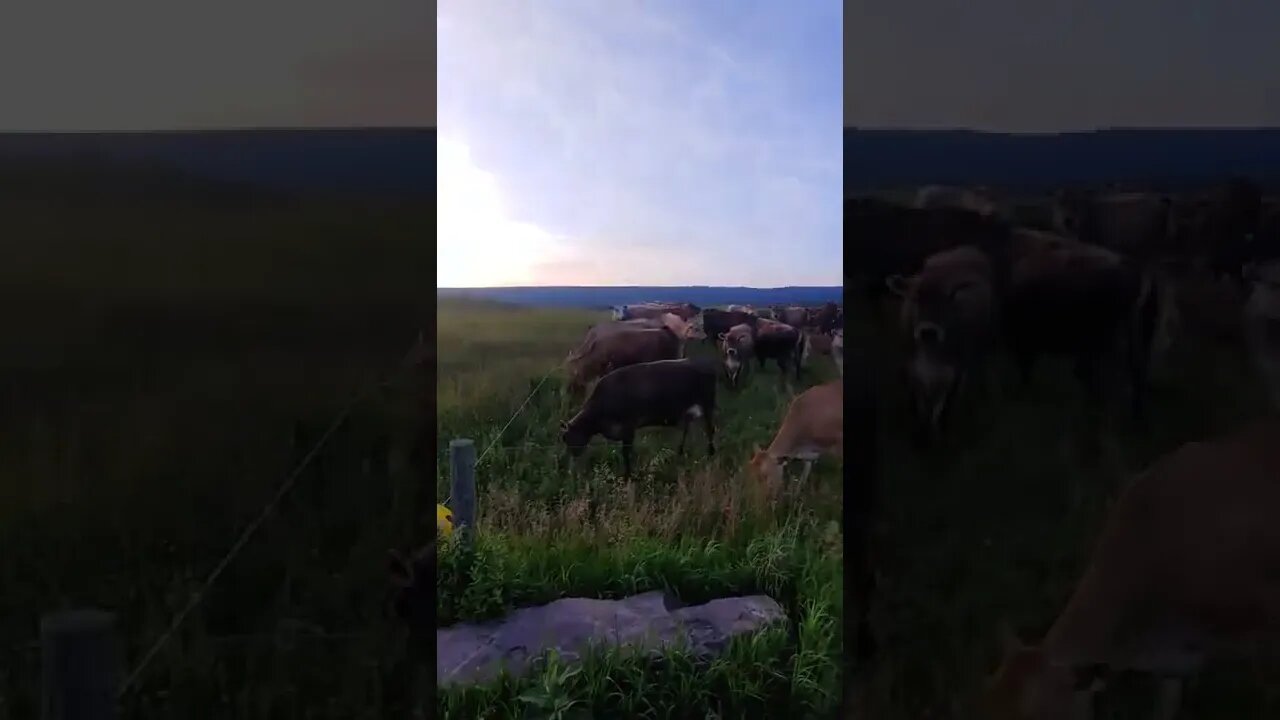 dam noisy neighbors 🐄