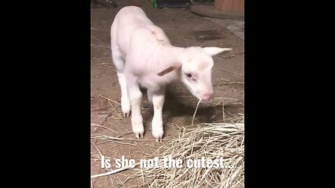 Daisy the Lamb