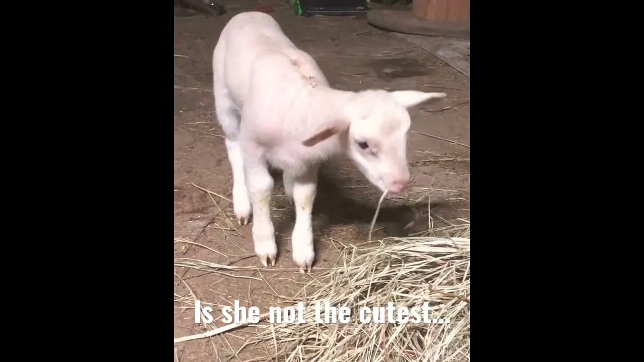 Daisy the Lamb