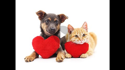 Chlorine Dioxide for your pets? Of course! Here's a useful guide.