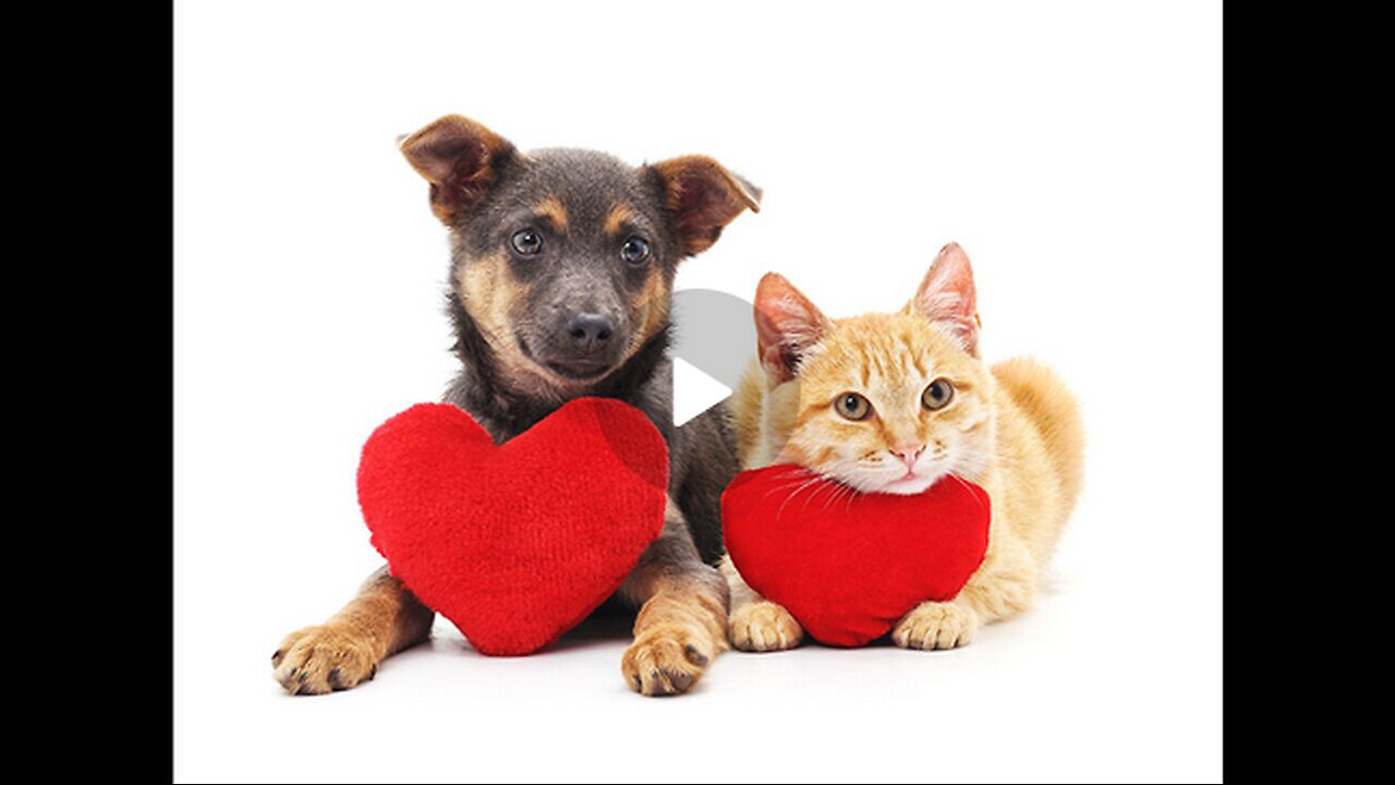 Chlorine Dioxide for your pets? Of course! Here's a useful guide.