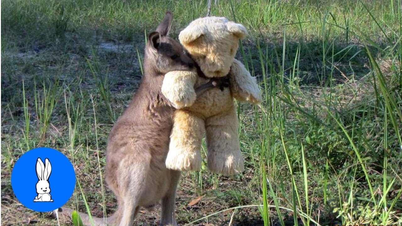 Adorably Cute Baby Kangaroos & Joeys.