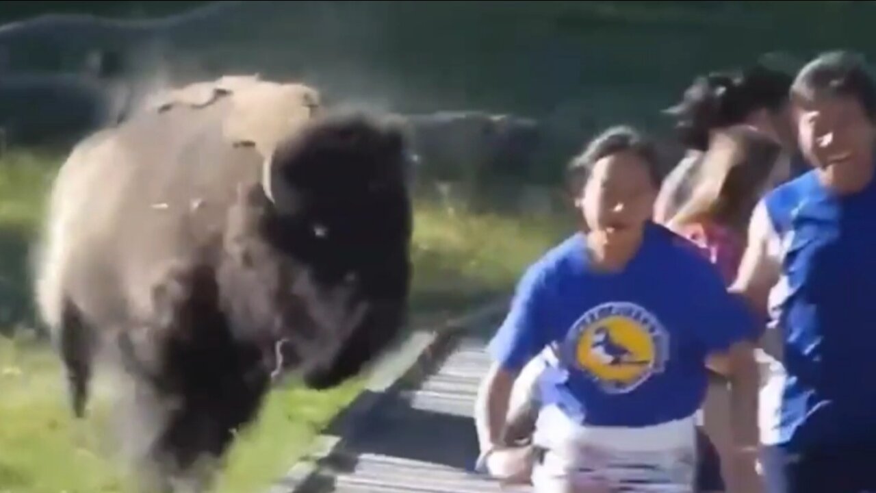 Bison attacks visitors at the zoo