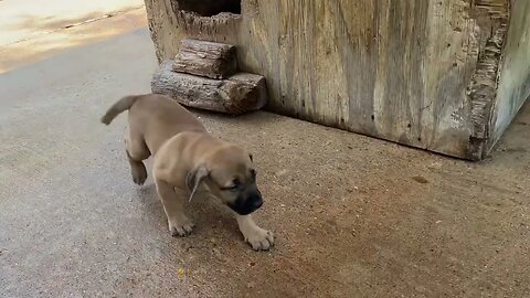 Bumper x Trinity pup (born 4/20. Video taken 5/28)