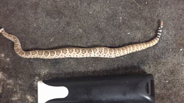 Watch How This Man Survived A Rattlesnake Bite