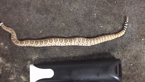 Watch How This Man Survived A Rattlesnake Bite