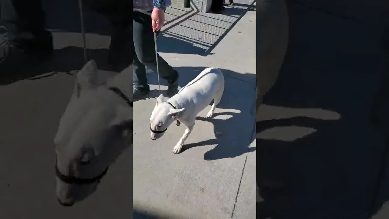 Ares Jack Russell performs "stay" under distractions with other dogs