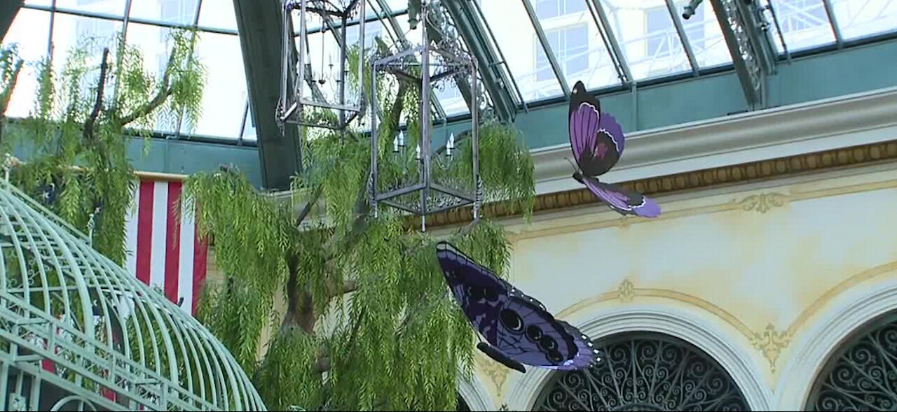 Interview with Bellagio Conservatory