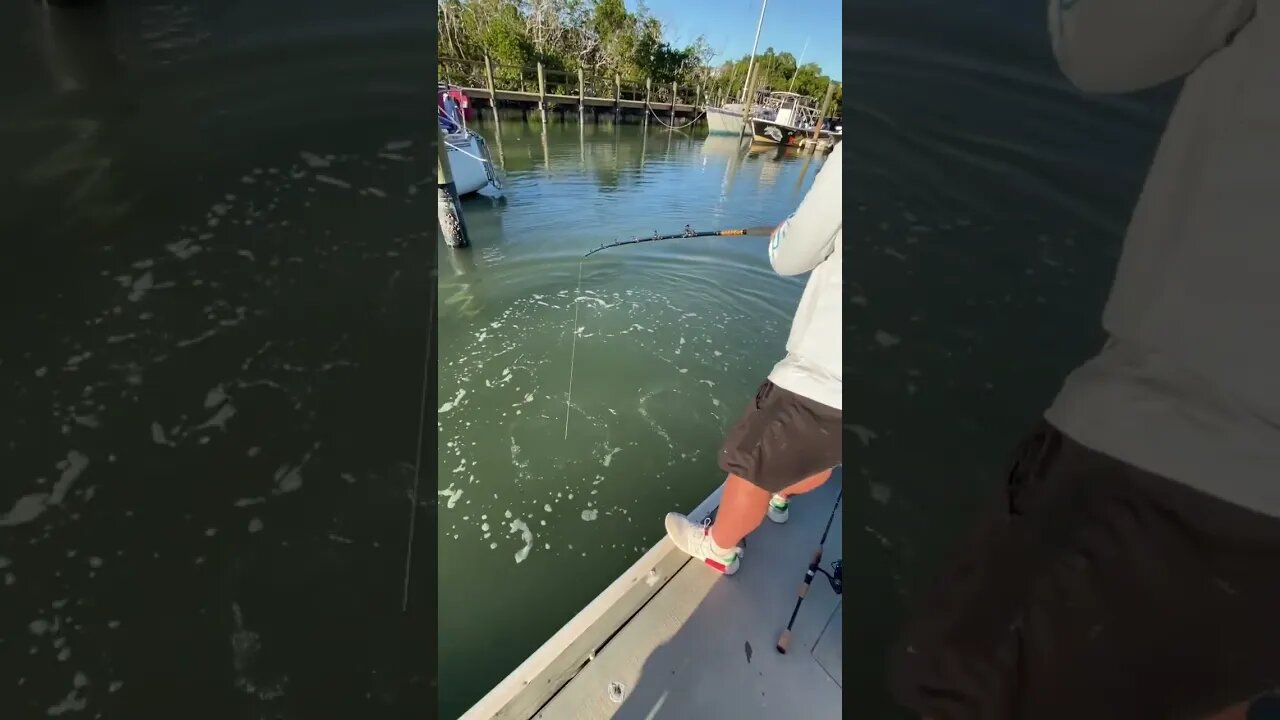 Big Fish at the Dock!