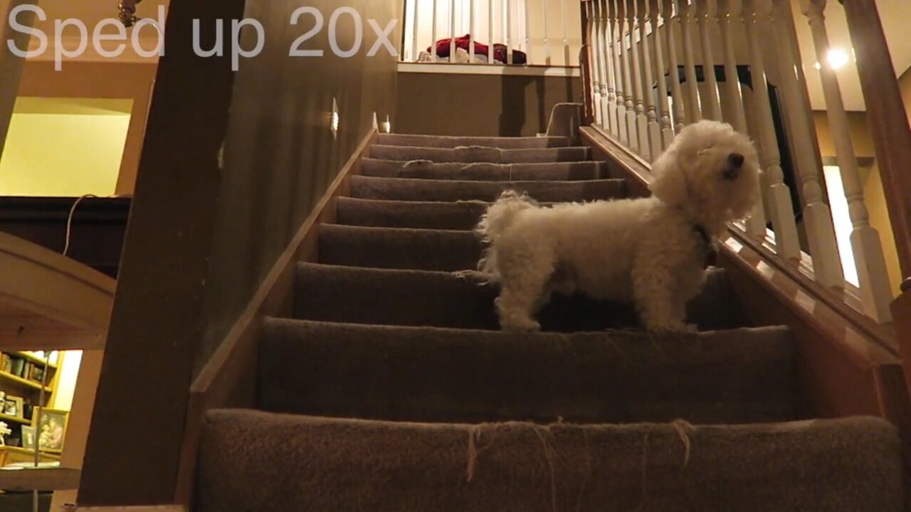 ROBBERY Prank on my Dog!