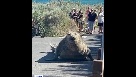 Foca tenta entrar em posto de gasolina na Austrália