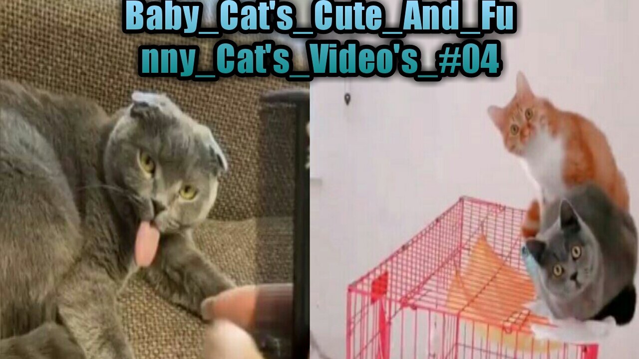 Baby_Cat's_Cute_And_Funny_Cat's_Video's_#04