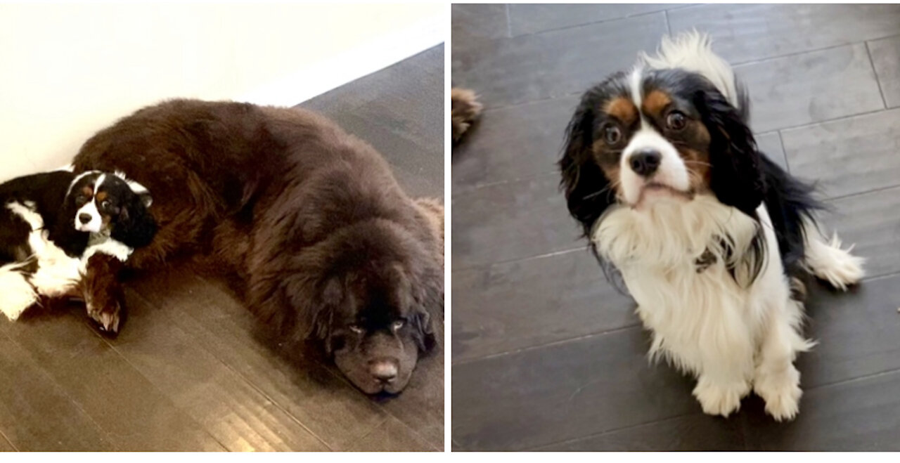 Cute Cavalier Perfectly Responds To Mom’s Question