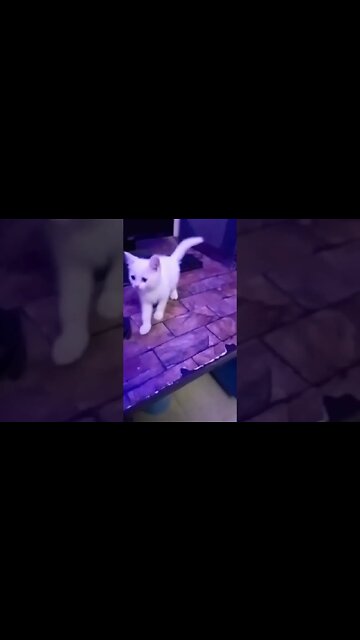 White Persian Kitten #kelly #cat #persian #cutecats #white #kittensounds