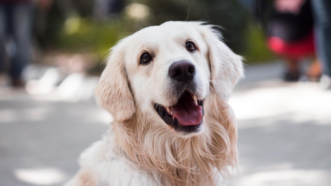 Cute Dog |Dog and dog lover