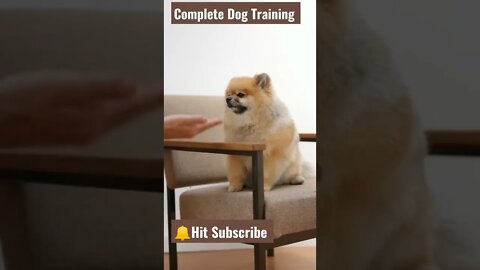 My Dog eager to hand shake | Check Description | Dog Training | YouTube #Shorts Video #dogtraining