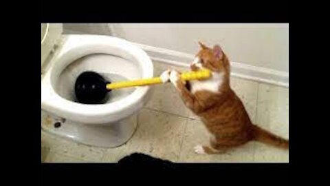 Cat Funny Animals Compilation
