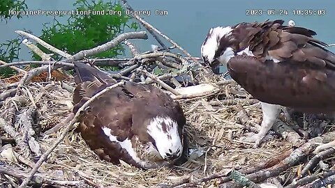 Moraine Preservation Osprey Egg 1 is hatched ! 5.24.23 10:35am