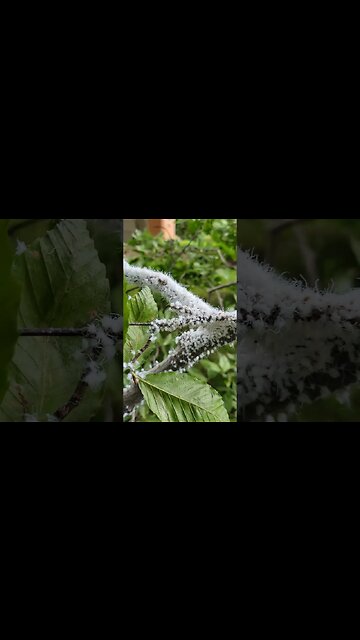 Woolly aphids on a Beech tree