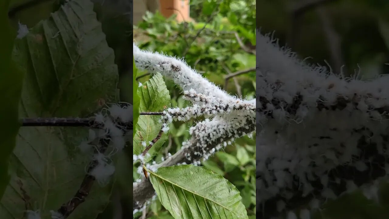 Woolly aphids on a Beech tree