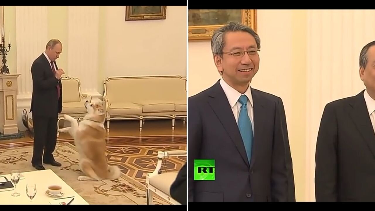 Putin jokes his Japanese pet bark at japanese journalists : yume is no nonsense dog. panesey