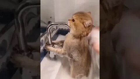 Cat getting Bath #catbathing #cute #adorablecats